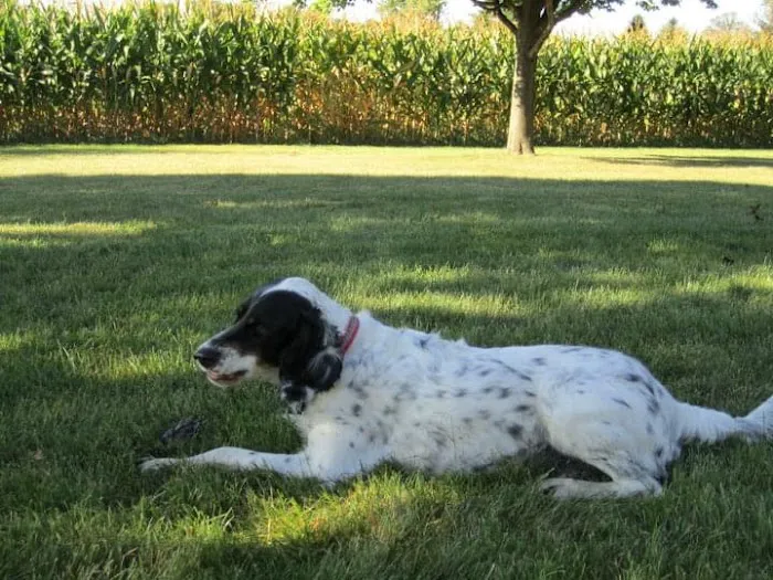 Wildwood Veterinary Clinic 9
