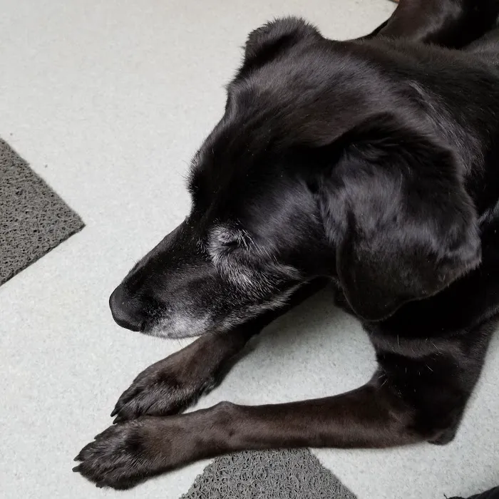 Perry Animal Clinic 3