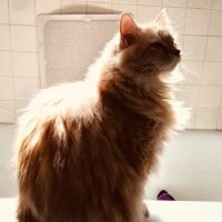 Zeeb Animal Hospital ico