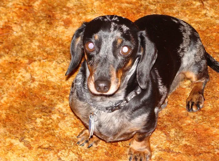 Zeeb Animal Hospital 7