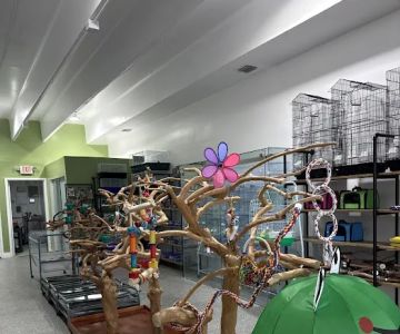 PETgrove Bird shop