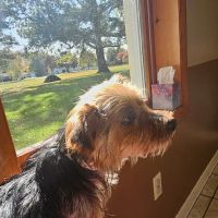 Animal Health Care of Chesaning ico