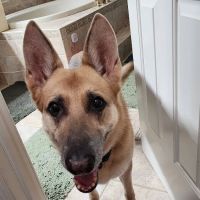 Grayling Hospital For Animals ico