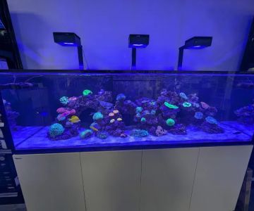 Aquariums, Inc.