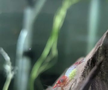 Planted aquariums by Stetson