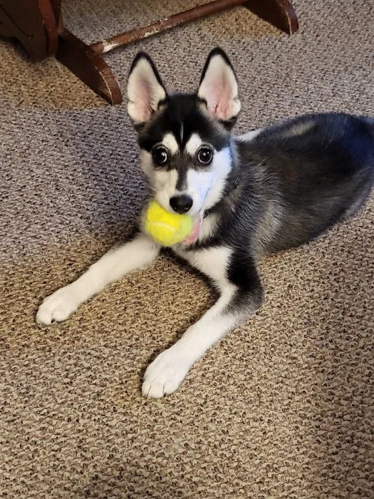 Summit Animal Clinic,llc 12