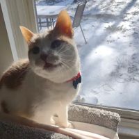 Hartland Animal Hospital ico