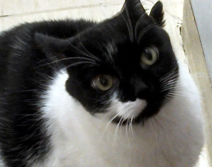 Hartland Animal Hospital: Shaughnessy Maureen DVM 12