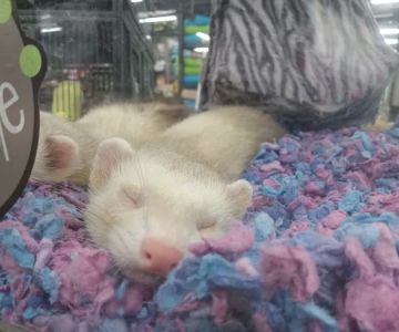 Pet Supermarket