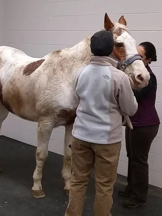 Wisconsin Equine Clinic & Hospital 12