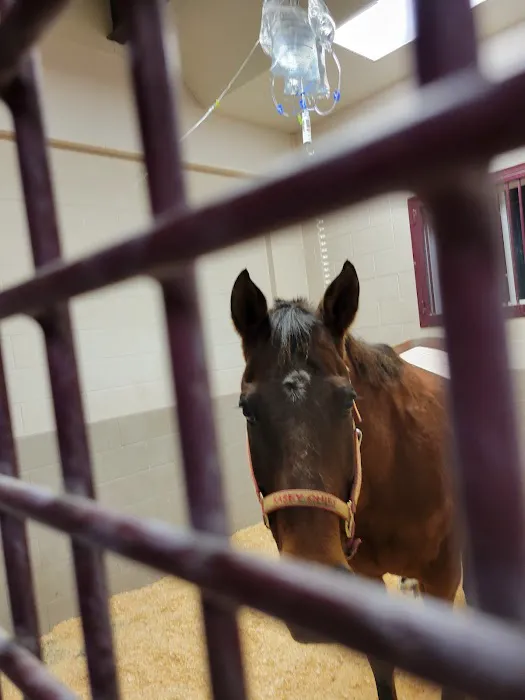 Wisconsin Equine Clinic & Hospital 12