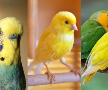 Kelly's Birds Florida
