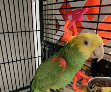 Palomero Chang Pet Shop
