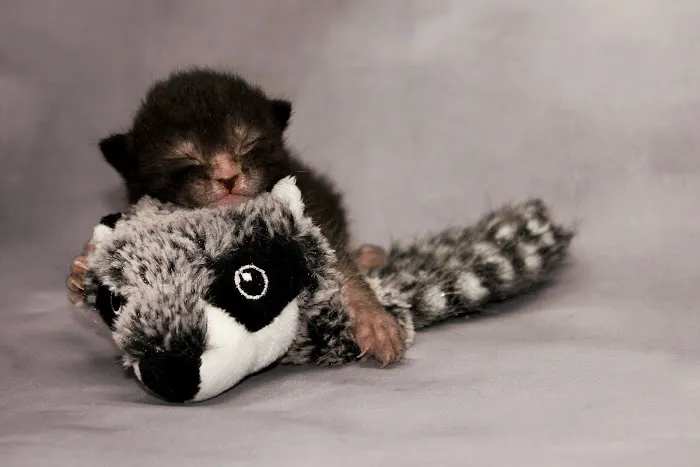 Faolan Lykoi 12