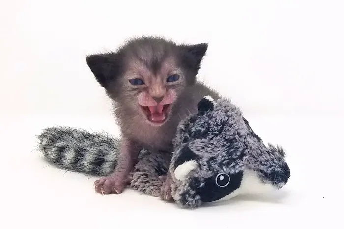 Faolan Lykoi 12