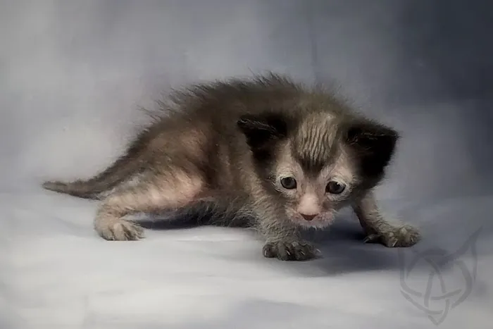 Faolan Lykoi 12