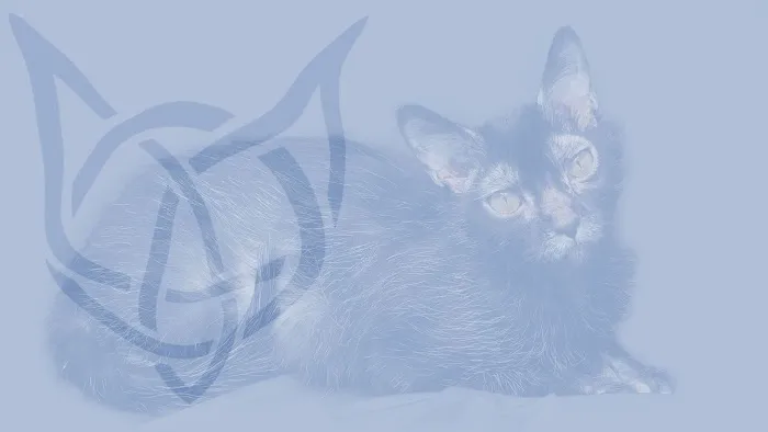 Faolan Lykoi 12