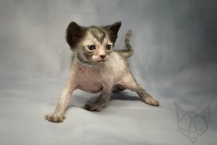 Faolan Lykoi 12