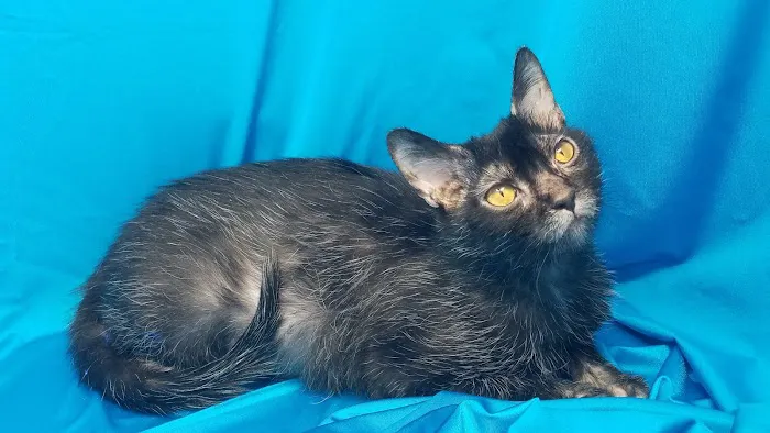 Faolan Lykoi 12