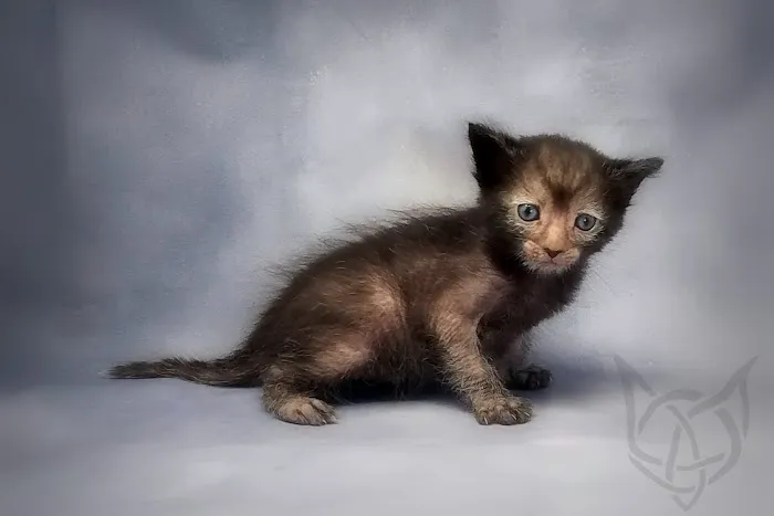 Faolan Lykoi 12