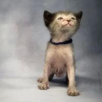 Faolan Lykoi ico