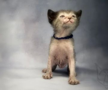Faolan Lykoi