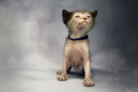 Faolan Lykoi