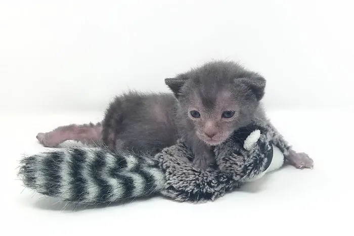 Faolan Lykoi 12