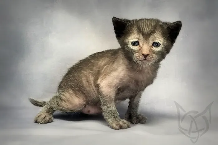 Faolan Lykoi 12