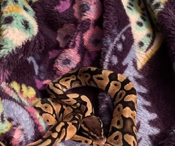 XYZReptiles