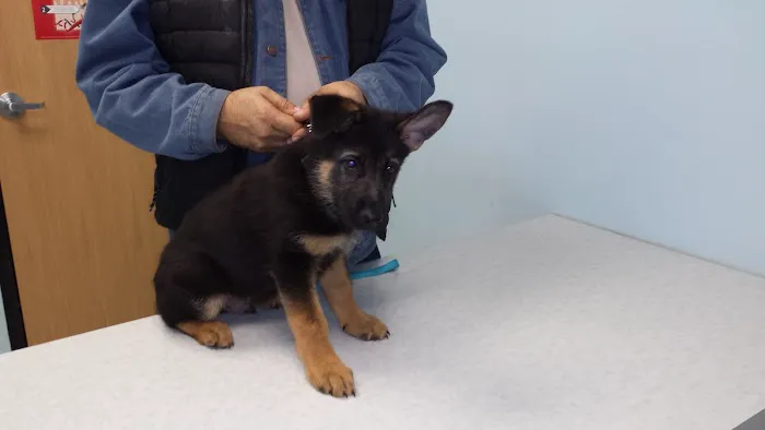 Pet Partners Animal Clinic 12