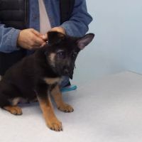 Pet Partners Animal Clinic ico