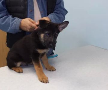 Pet Partners Animal Clinic