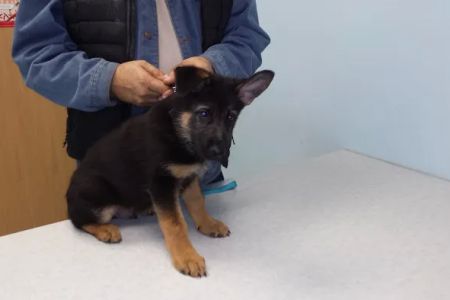 Pet Partners Animal Clinic