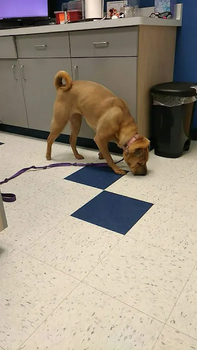 Pet Partners Animal Clinic 12
