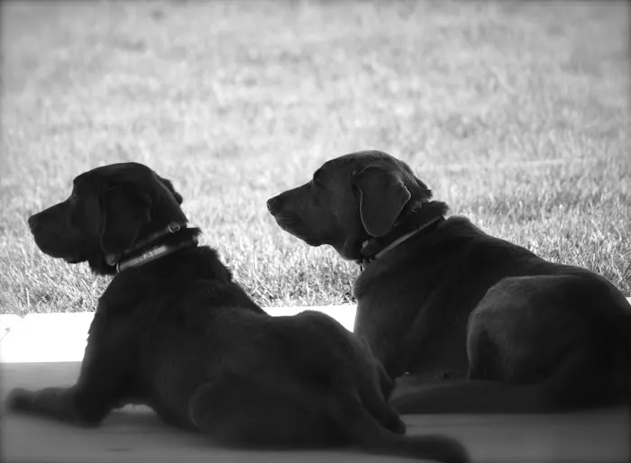 Pet Partners Animal Clinic 12
