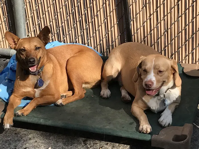 Pet Partners Animal Clinic 12