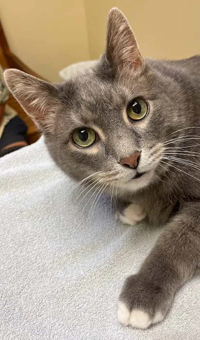 Twin Lakes Pet Clinic 12