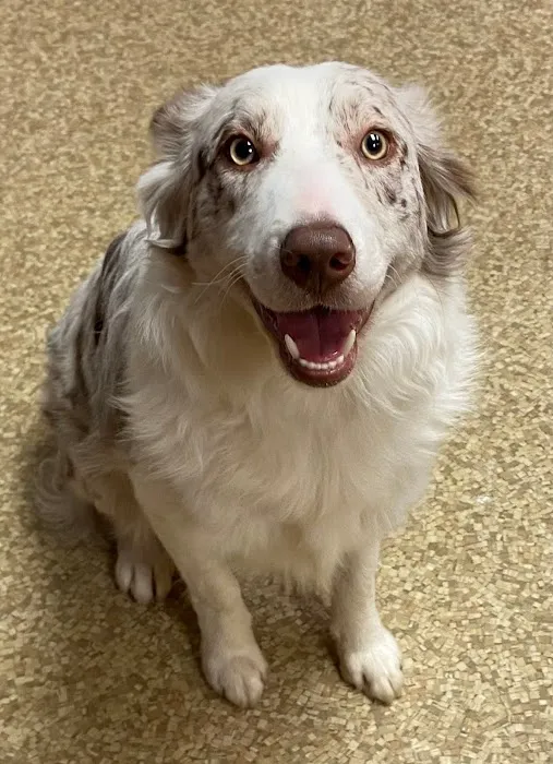 Twin Lakes Pet Clinic 12