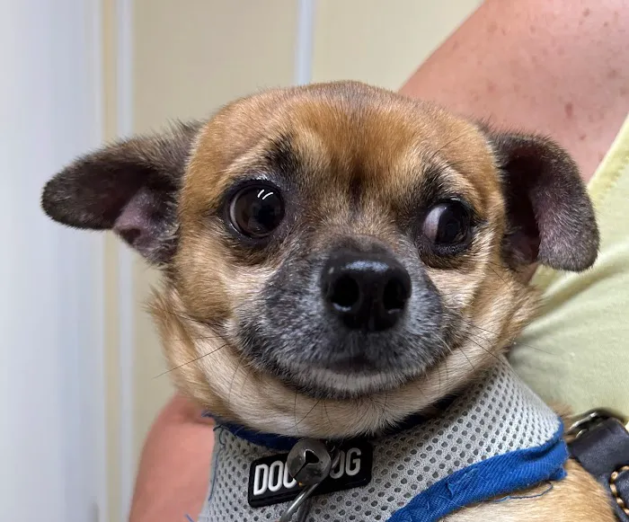 Twin Lakes Pet Clinic 12