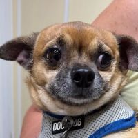 Twin Lakes Pet Clinic ico