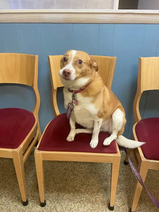 Twin Lakes Pet Clinic 12