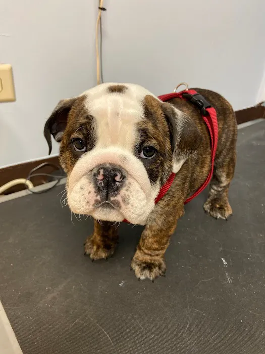 Twin Lakes Pet Clinic 12