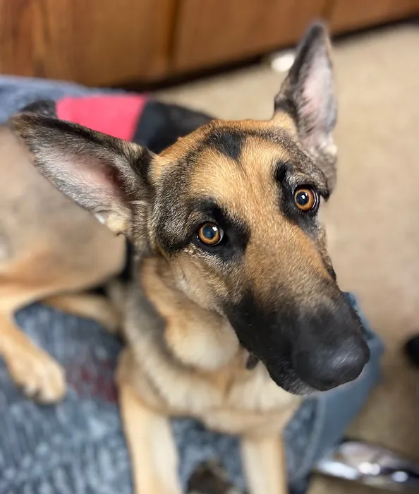 Twin Lakes Pet Clinic 12