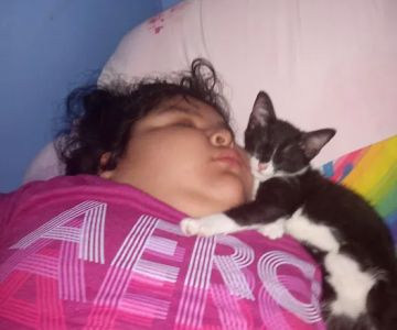 Venta de animales