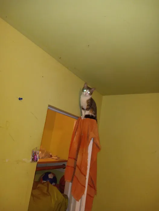 Venta de animales 3