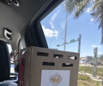 Florida Diamond Bird