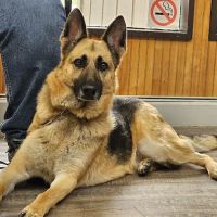 Kem Road Animal Hospital ico