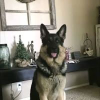 Comfort Veterinary Hospital ico