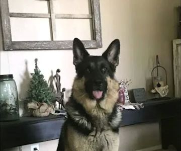 Comfort Veterinary Hospital